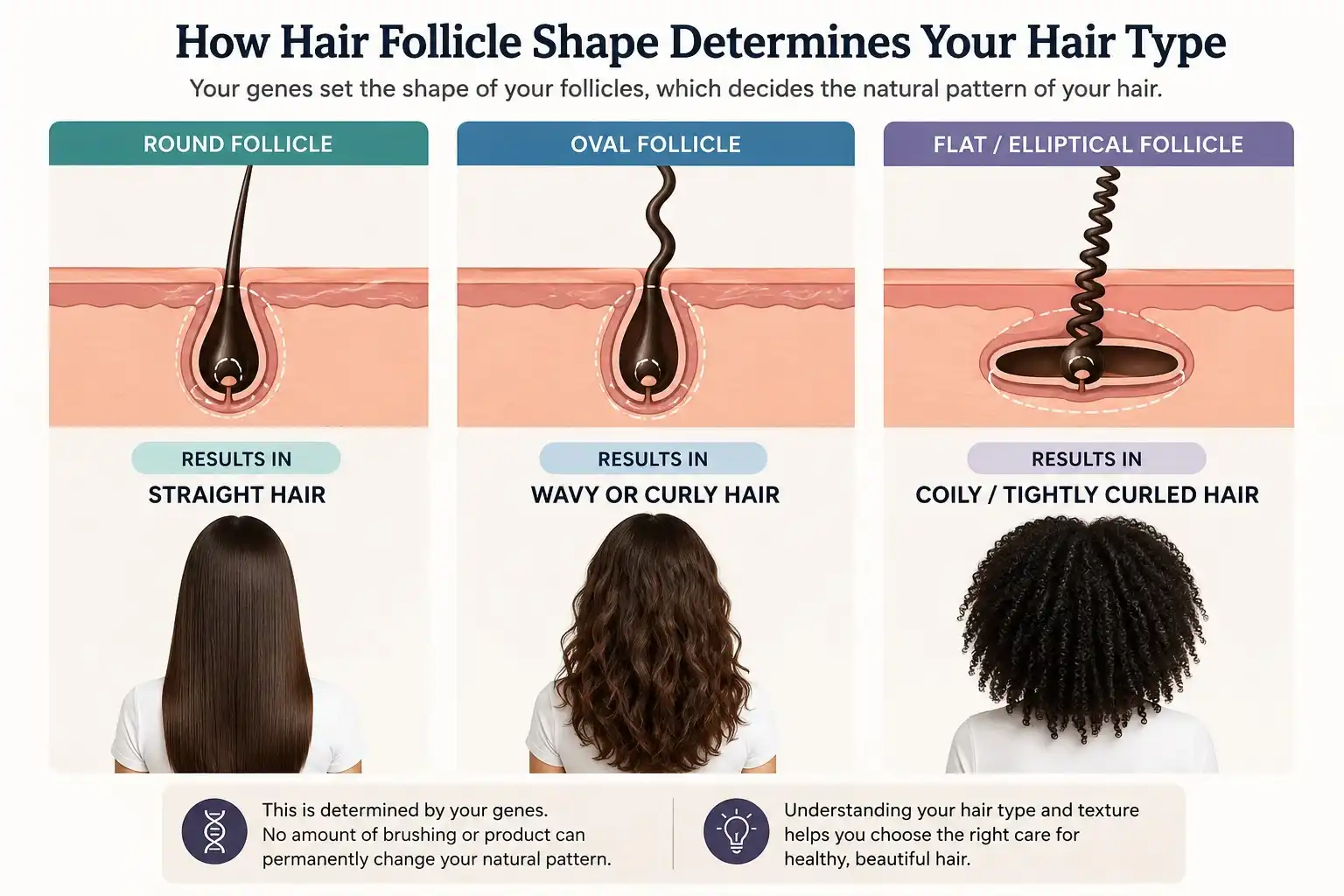 Hair follicle shapes diagram showing how round, oval, and flat follicles determine straight, wavy, curly, and coily hair types